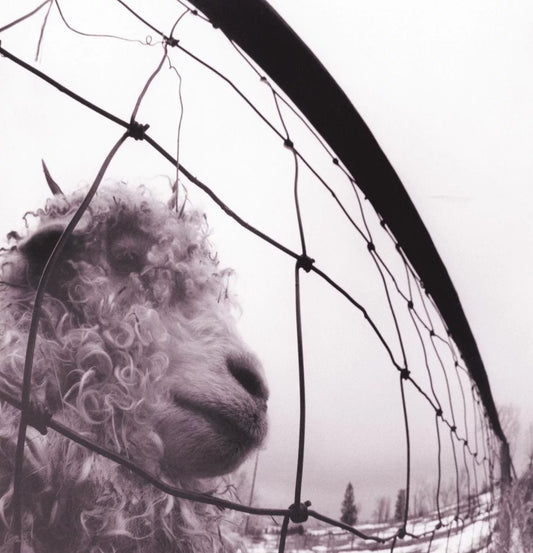 Pearl Jam - VS.